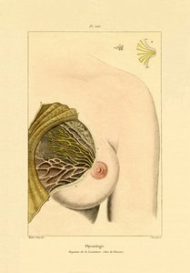 Lactation - French School